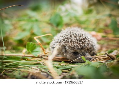 Hedgehog の画像 写真素材 ベクター画像 Shutterstock Hedgehog の画像 写真素材 ベクター画像 Shutterstock