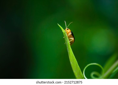 A Beautiful Little Insect On The Edge Of Long Leafy Grass In The Morning, Medan, May 2, 2022