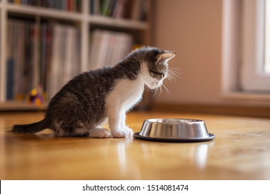 Schönes Kätzchen, das Milch aus einer Schüssel leckt, die auf dem Wohnzimmerboden neben einem Fenster aufgestellt wurde
