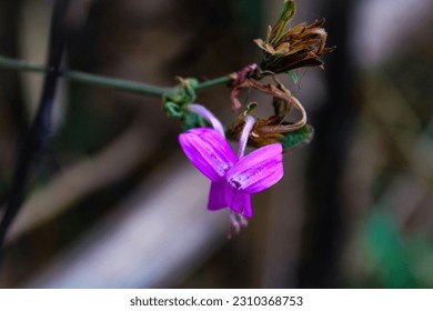 Beautiful and little pink flower  - Shutterstock ID 2310368753