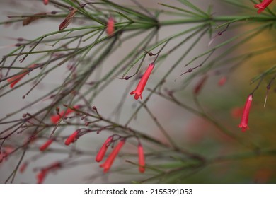 Beautiful little red flowers with buds. Coral Flower or Russelia equisetiformis or Russelia or Coral Plant.