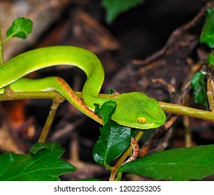 Snake Isolated On White Images Stock Photos Vectors Shutterstock