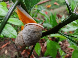 Beautiful Little Snail Walking On An Orange Tree Full Of Thorns In The Morning. White And Orange Snails. Top View