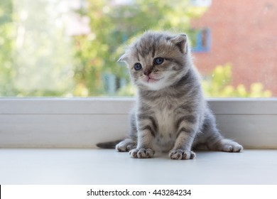 Scottish Fold Kitten Images Stock Photos Vectors Shutterstock