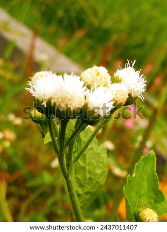 The Beautiful of Little White Flower Colection in the Village 