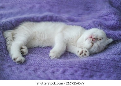 A beautiful little white-gray kitten sings on a knitted purple sweater. Cute scottish fold cat is resting. Copy space.

 - Powered by Shutterstock