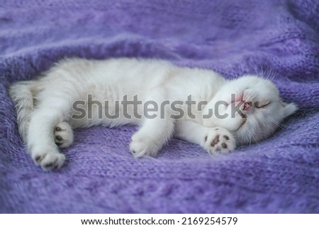A beautiful little white-gray kitten sings on a knitted purple sweater. Cute scottish fold cat is resting. Copy space.

