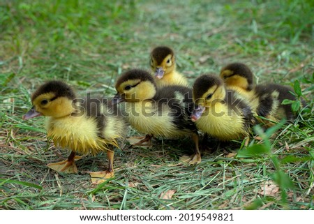 Similar – Image, Stock Photo Baby Muscovy ducklings Cairina moschata