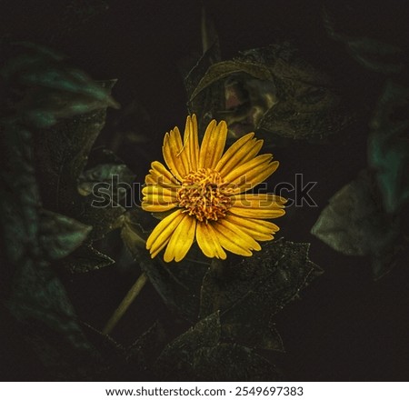 Similar – ein Makro einer isolierten gelben Blüte von Helianthus tuberosus