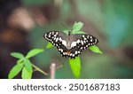 Beautiful live butterfly Papilio demoleus on a leaf