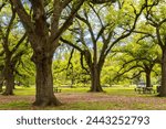 Beautiful Live Oak trees in Audubon Park in Louisiana on a sunny spring morning