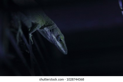 Beautiful lizard in dark setting.
