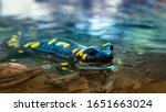 Beautiful lizard Fire salamander in water of a spring stream. An amphibian in a native habitat. Spring, the reproduction period at amphibia