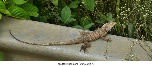 A Beautiful Lizard With A Long Tail And Scaly Skin Crawling On A Stone Fence And Looking Away Outdoors