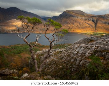 Beautiful Lonely Pine Tree Overlooking Loch Maree In Torridon Area,  Scotland