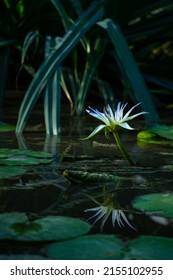 Beautiful lonely white water lotus flower between green leaves
