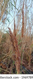 Beautiful Long Brown Grass Flowers