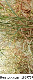 Beautiful Long Brown Grass Flowers On Earth