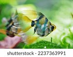 A beautiful long fin and short body tiger barb (Sumatra barb) is swimming in freshwater aquarium. Puntigrus tetrazona is tropical cyprinid fish.