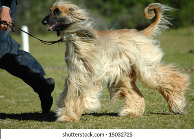 A Beautiful Long Haired Afghan Hound Dog Running With The Owner In The Park