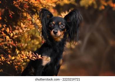 beautiful long haired russian toy dog portrait in autumn