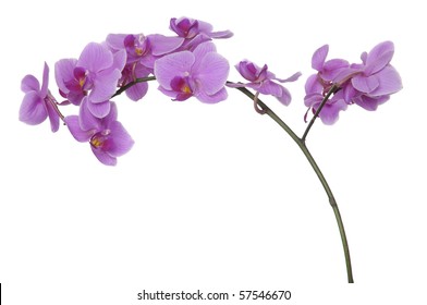 33,287 Long flower stems Images, Stock Photos & Vectors | Shutterstock