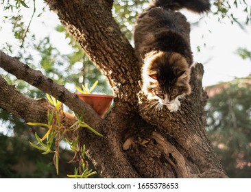 A Beautiful Longhair Cat Photographed While Jumping From A Tree