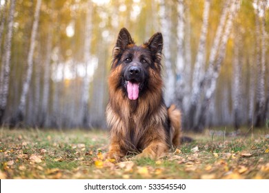 Long Haired German Shepherd Images Stock Photos Vectors