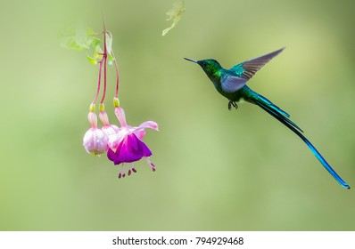 Image result for Long - tailed Sylph