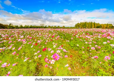 The Beautiful Look Of Flowers And Sky