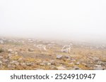 A beautiful look at white mountain goats on top of the Burroughs Mountains.