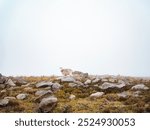 A beautiful look at white mountain goats on top of the Burroughs Mountains.