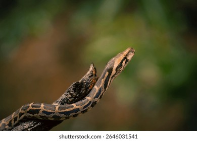 A beautiful looking indian rock python 