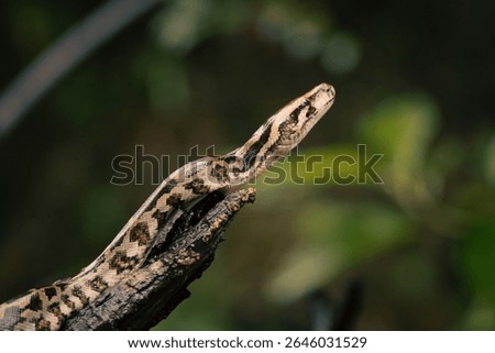A beautiful looking indian rock python 