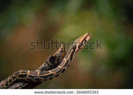 A beautiful looking indian rock python 