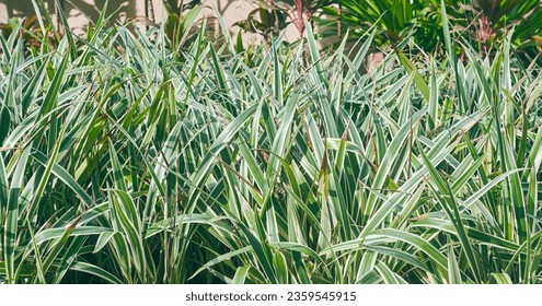 beautiful looking, white edged, sword-like variegated evergreen leaves of Dianella Tasmanica plant, also known as Variegated Flax Lily (belonging to Asphodelaceae family). Used as border plant.