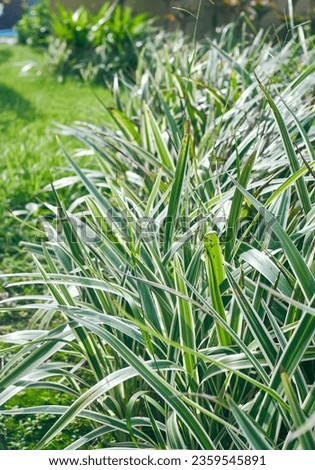 beautiful looking, white edged, sword-like variegated evergreen leaves of Dianella Tasmanica plant, also known as Variegated Flax Lily (belonging to Asphodelaceae family). Used as border plant.