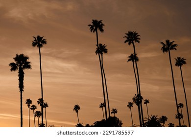 Beautiful Los Angeles palm trees silhouetted against an orange sky during sunset magic hour.