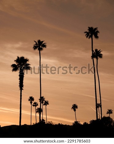Beautiful Los Angeles palm trees silhouetted against an orange sky during sunset magic hour.