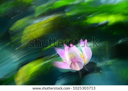 Similar – Foto Bild Teichrose Natur Pflanze