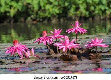 Beautiful Lotus Flower Above The Pond