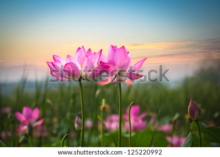 beautiful lotus flower in blooming at sunset