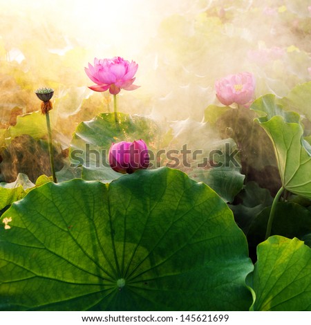 beautiful lotus flower in blooming at sunset 