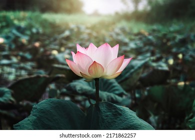 beautiful lotus flower blossom with sunshine in pond - Shutterstock ID 2171862257