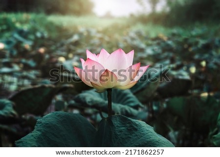 beautiful lotus flower blossom with sunshine in pond