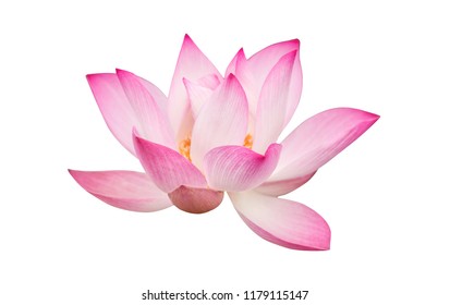 Beautiful lotus flower isolated on white background.