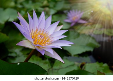 Lotus Fleur Stock Photos Images Photography Shutterstock