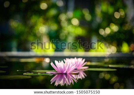 Similar – Image, Stock Photo waiting for spring Flower