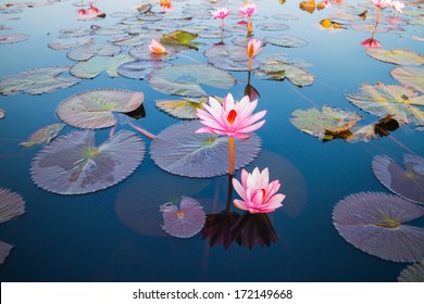 beautiful lotus flower outdoor