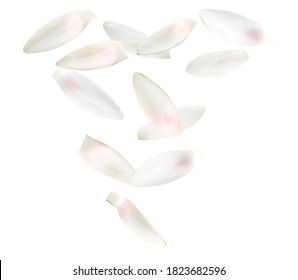 Beautiful Lotus Flower Petals Falling On White Background 